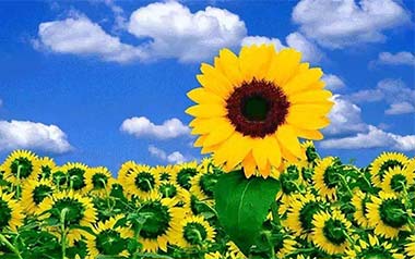 Sunflower吉他谱_孙培博_标准调弦_变调夹不夹_网络转载