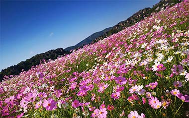 百花香吉他谱_王小帅_G调_变调夹4品_无限延音