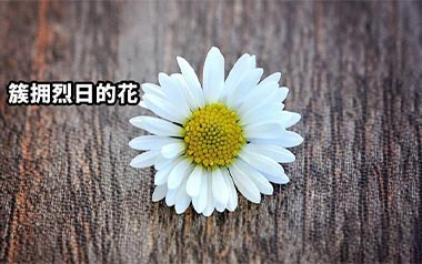 簇拥烈日的花吉他谱_迟里乌布_C调_变调夹3品_无限延音