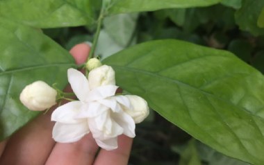 茉莉花吉他谱_C调_变调夹不夹_网络转载
