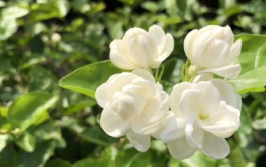 茉莉花吉他谱_小NO师傅_特殊调弦_变调夹2品_小NO师傅