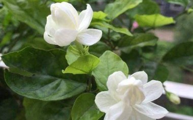 茉莉花吉他谱_标准调弦_变调夹不夹_网络转载