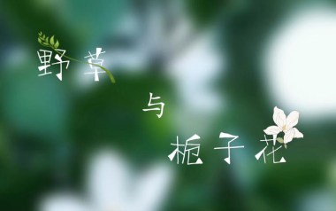 野草与栀子花吉他谱_林三七_C调_变调夹6品_山山吉他